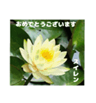 7月のお花を添えて日常のご挨拶（個別スタンプ：35）