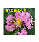 7月のお花を添えて日常のご挨拶（個別スタンプ：36）