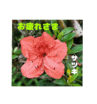 7月のお花を添えて日常のご挨拶（個別スタンプ：37）
