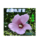 7月のお花を添えて日常のご挨拶（個別スタンプ：38）
