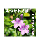 7月のお花を添えて日常のご挨拶（個別スタンプ：39）