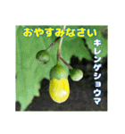 7月のお花を添えて日常のご挨拶（個別スタンプ：40）