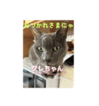 猫日和な猫屋敷オリジナルスタンプⅴ（個別スタンプ：1）