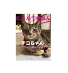 猫日和な猫屋敷オリジナルスタンプⅴ（個別スタンプ：2）