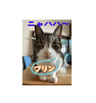猫日和な猫屋敷オリジナルスタンプⅴ（個別スタンプ：3）