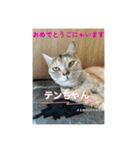 猫日和な猫屋敷オリジナルスタンプⅴ（個別スタンプ：5）