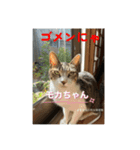 猫日和な猫屋敷オリジナルスタンプⅴ（個別スタンプ：6）
