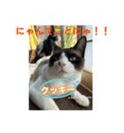 猫日和な猫屋敷オリジナルスタンプⅴ（個別スタンプ：7）