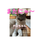 猫日和な猫屋敷オリジナルスタンプⅴ（個別スタンプ：8）
