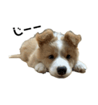 愛犬Nalu（個別スタンプ：3）