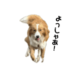 愛犬Nalu（個別スタンプ：6）