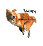 愛犬Nalu（個別スタンプ：10）