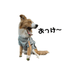 愛犬Nalu（個別スタンプ：11）