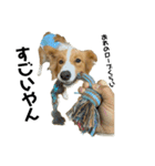 愛犬Nalu（個別スタンプ：12）