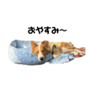 愛犬Nalu（個別スタンプ：13）