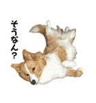 愛犬Nalu（個別スタンプ：14）