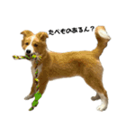 愛犬Nalu（個別スタンプ：17）