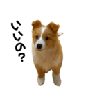 愛犬Nalu（個別スタンプ：18）