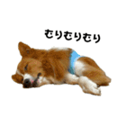愛犬Nalu（個別スタンプ：24）