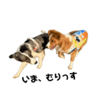 愛犬Nalu（個別スタンプ：28）