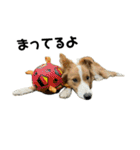 愛犬Nalu（個別スタンプ：30）