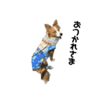 愛犬Nalu（個別スタンプ：38）