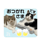 猫のうしとらスタンプッ（個別スタンプ：1）
