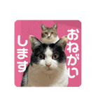 猫のうしとらスタンプッ（個別スタンプ：2）