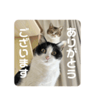 猫のうしとらスタンプッ（個別スタンプ：3）