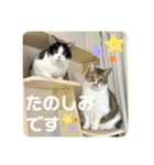 猫のうしとらスタンプッ（個別スタンプ：4）