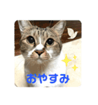猫のうしとらスタンプッ（個別スタンプ：6）