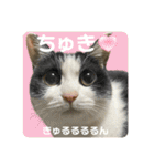 猫のうしとらスタンプッ（個別スタンプ：7）
