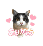 猫のうしとらスタンプッ（個別スタンプ：8）