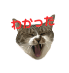 猫のうしとらスタンプッ（個別スタンプ：9）