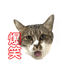 猫のうしとらスタンプッ（個別スタンプ：10）