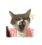 猫のうしとらスタンプッ（個別スタンプ：11）