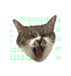 猫のうしとらスタンプッ（個別スタンプ：12）