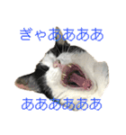 猫のうしとらスタンプッ（個別スタンプ：13）