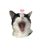 猫のうしとらスタンプッ（個別スタンプ：14）