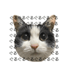 猫のうしとらスタンプッ（個別スタンプ：15）