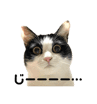 猫のうしとらスタンプッ（個別スタンプ：16）