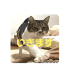 猫のうしとらスタンプッ（個別スタンプ：17）