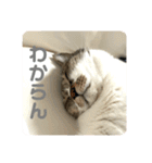 猫のうしとらスタンプッ（個別スタンプ：18）