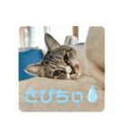 猫のうしとらスタンプッ（個別スタンプ：19）