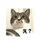 猫のうしとらスタンプッ（個別スタンプ：20）