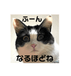猫のうしとらスタンプッ（個別スタンプ：21）