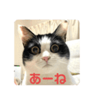 猫のうしとらスタンプッ（個別スタンプ：22）
