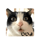 猫のうしとらスタンプッ（個別スタンプ：23）
