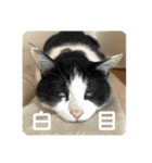猫のうしとらスタンプッ（個別スタンプ：25）