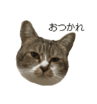 猫のうしとらスタンプッ（個別スタンプ：26）